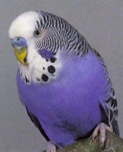 Andulka vlnkovaná (fialová mutace)